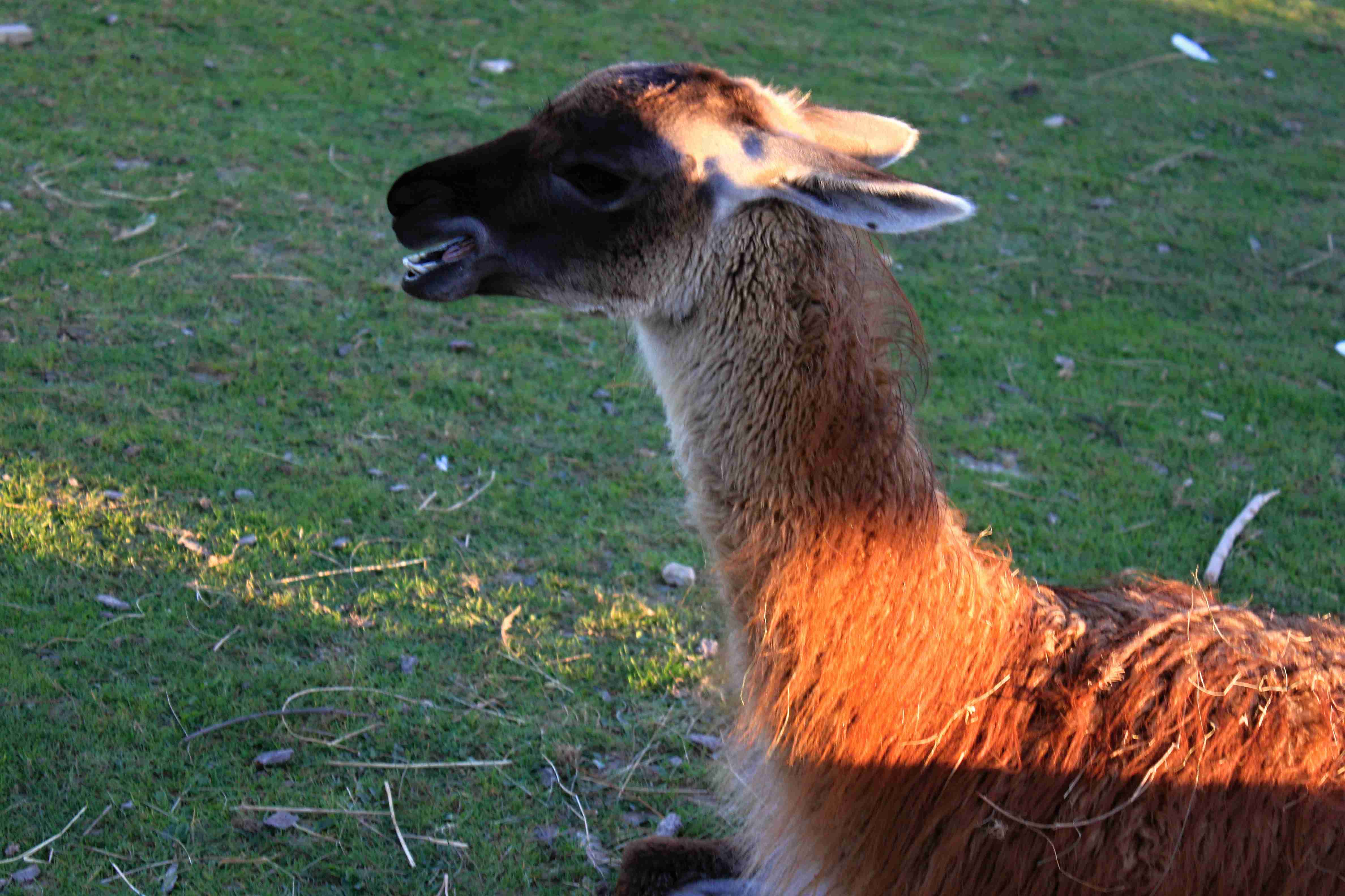 Lama